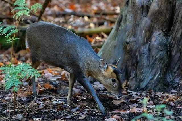 Muntjac deer in woodland undergrowth