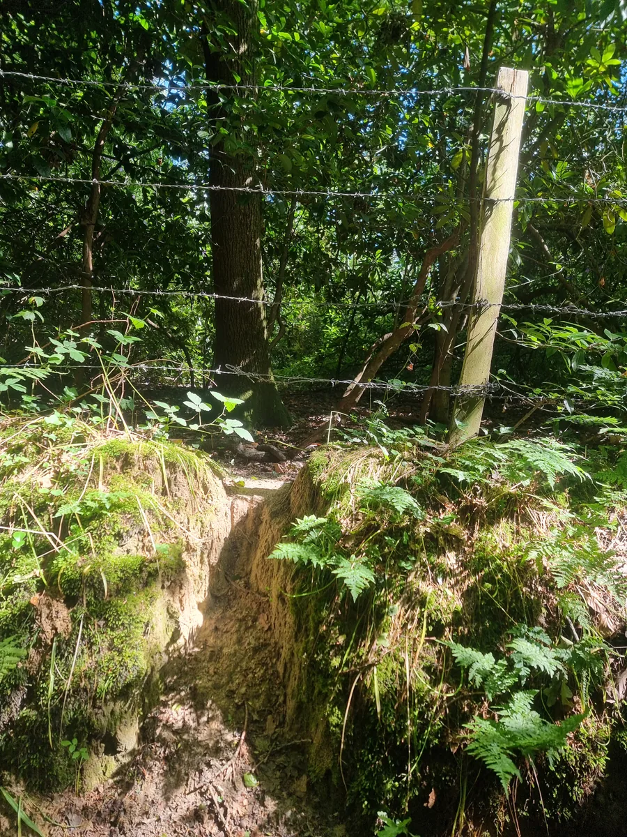 Fraying and bark damage on a young tree stem in woodland