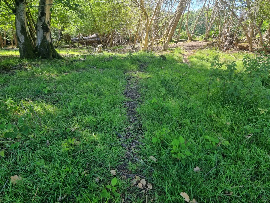 Deer run through woodland vegetation