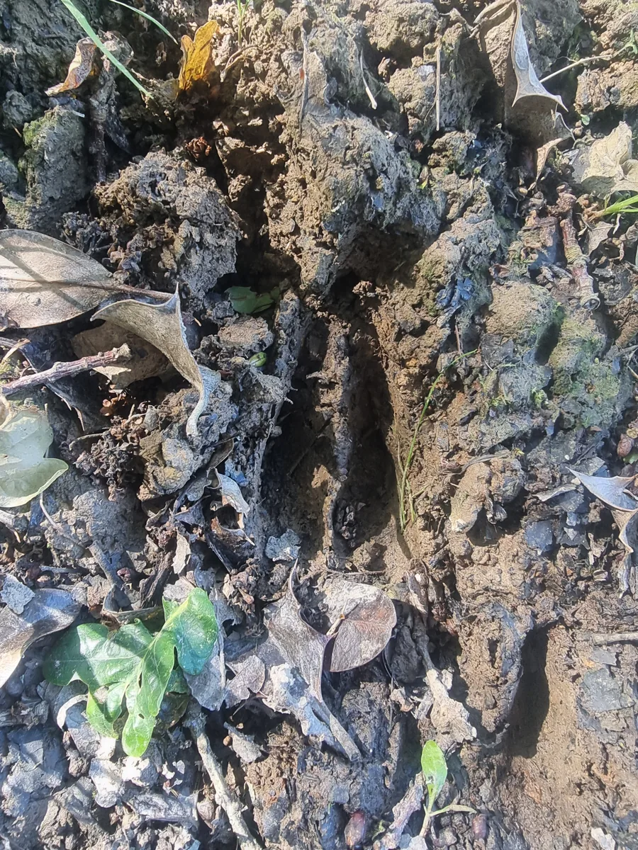 Single deer slot visible in soft woodland soil