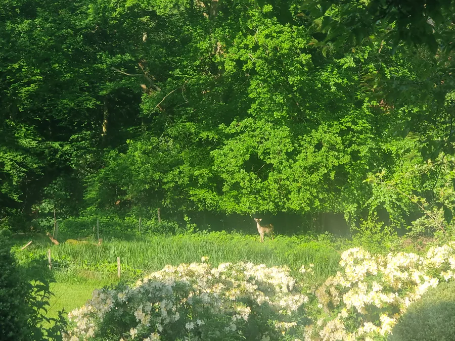 A clearly defined browse line in woodland vegetation showing sustained deer pressure