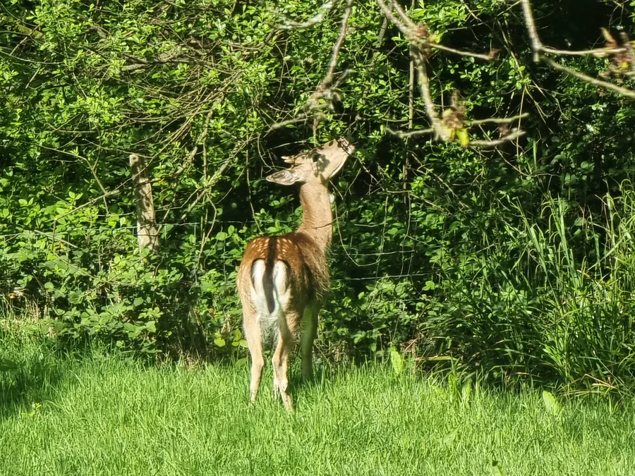 Fallow deer browsing from a tree branch at the woodland edge