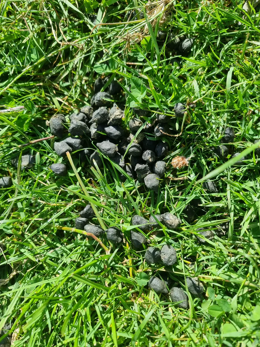 Fallow deer droppings on grass