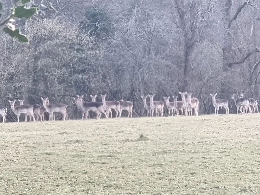 Fallow deer herd feeding at a field edge near woodland