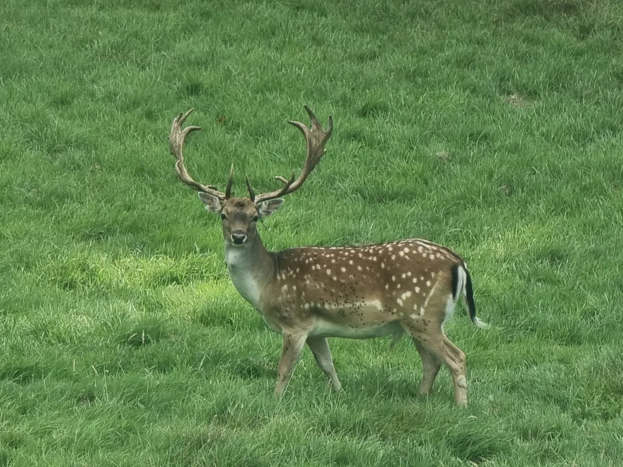 Mature fallow buck displaying broad palmated antlers