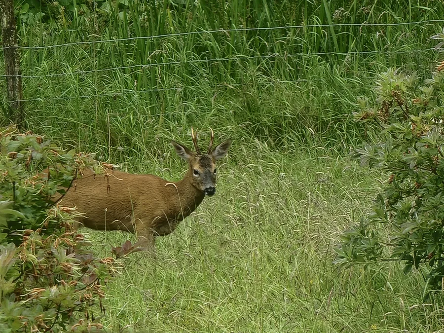 Roe buck at a field margin and hedgerow in tall vegetation